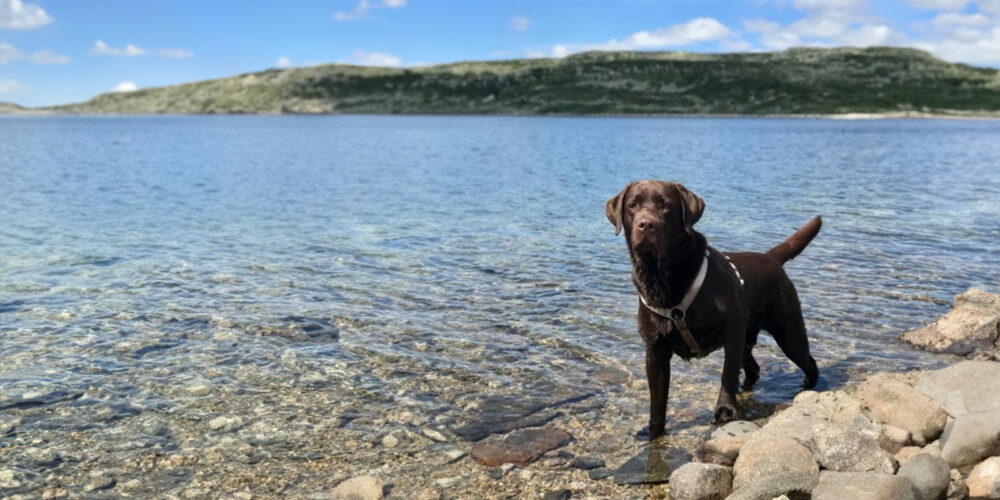 En hund står ute i vannkanten